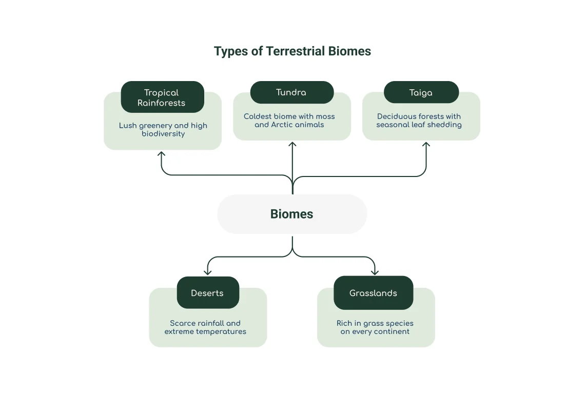 Une carte mentale des biomes du monde, chaque branche nommant un biome et ce qui le définit.